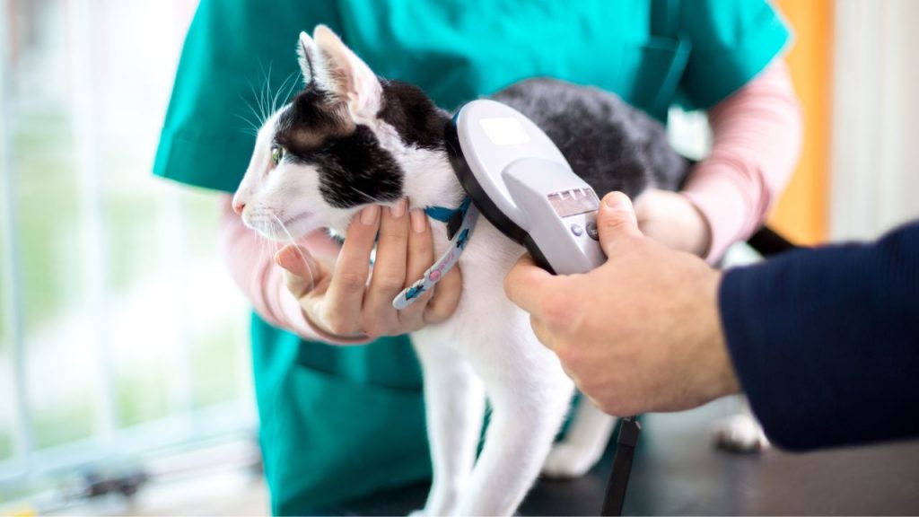 Microchip